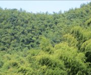 竹子的特點(diǎn)有哪些？